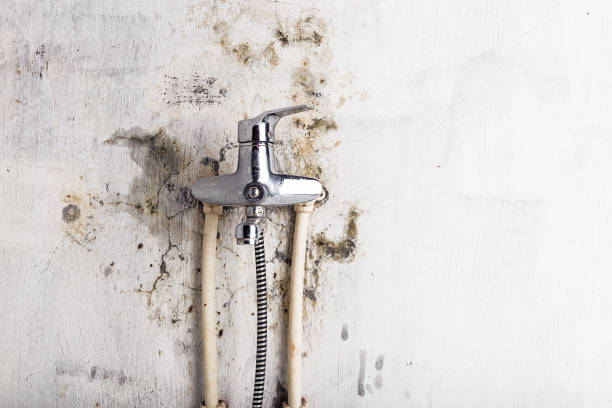 Mold Removal Process in Kewanee, IL