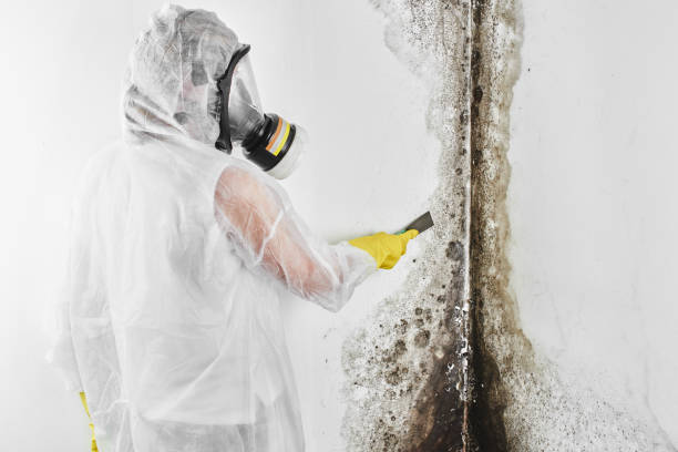 Best Toxic Mold Removal  in Kewanee, IL