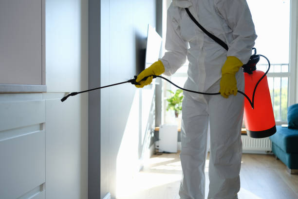 Best Same-Day Mold Removal  in Kewanee, IL