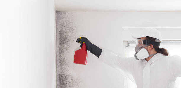 Best Commercial Mold Removal  in Kewanee, IL