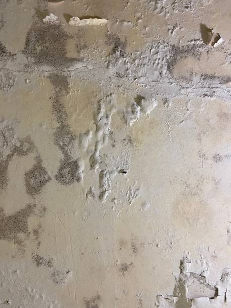 Best Certified Mold Removal  in Kewanee, IL