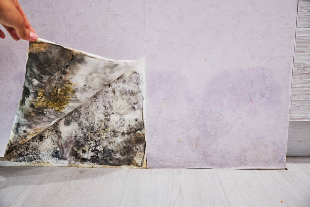 Best Mold Inspection  in Kewanee, IL
